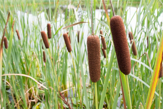 Nature's Hidden Pantry - Canna Camp Supply Co